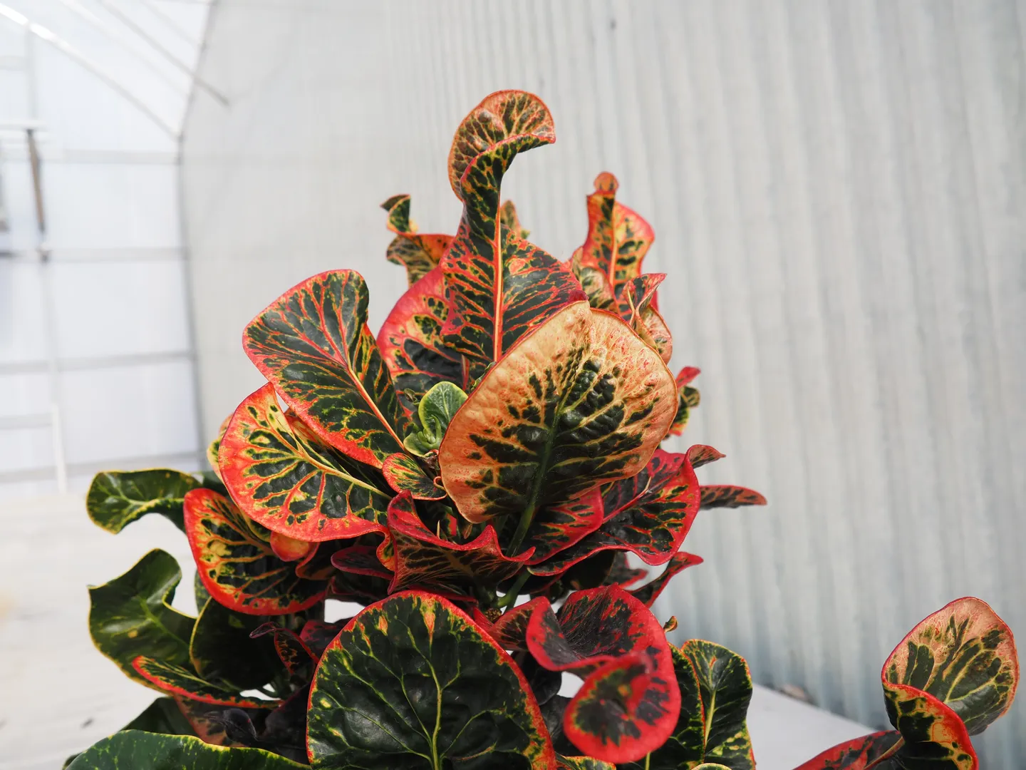 CODIAEUM THAI DYE TWISTED