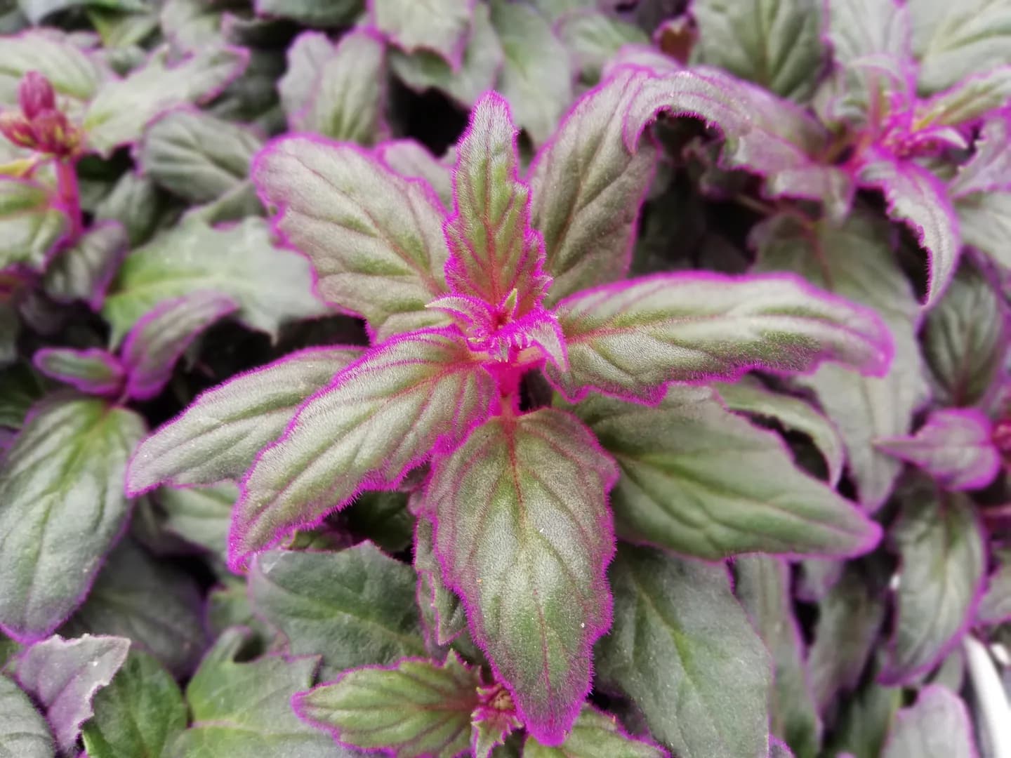 GYNURA AURANTIACA PURPLE PASSION