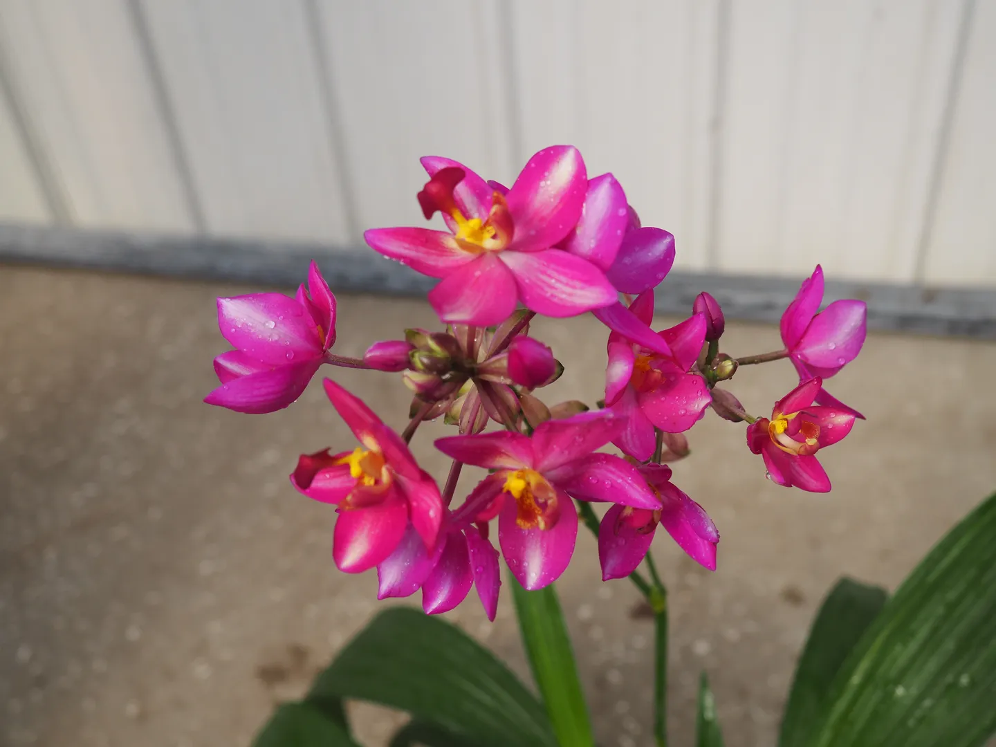 SPATHOGLOTTIS BIG RED STAR