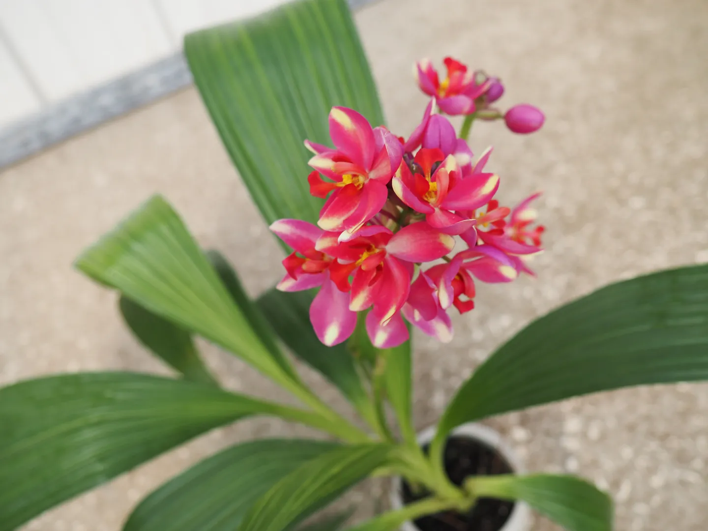 SPATHOGLOTTIS DARK PINK