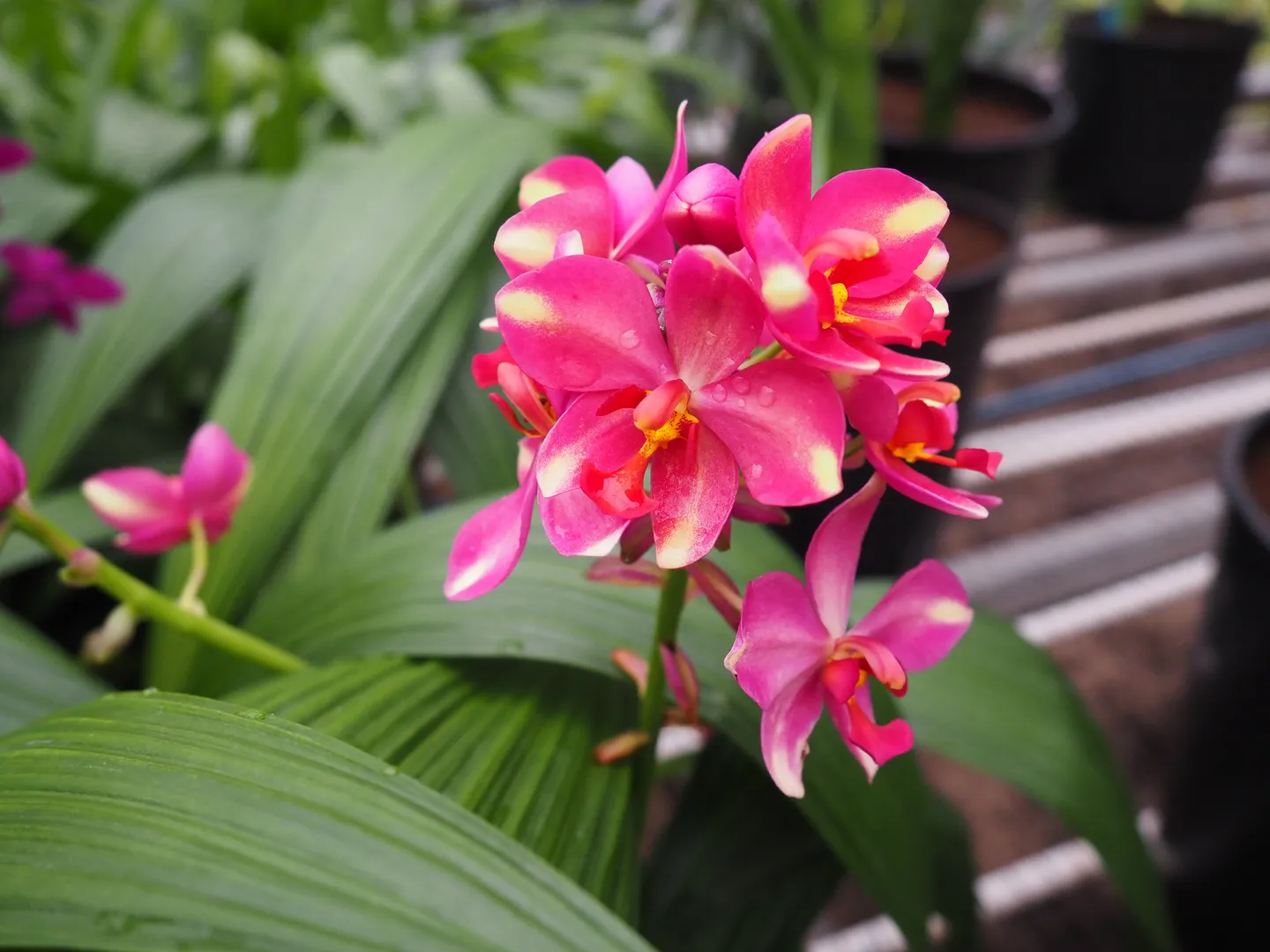 SPATHOGLOTTIS SORBET TM BERRY BANANA