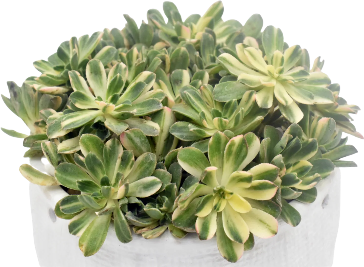 AEONIUM CASTELLO VARIEGATA