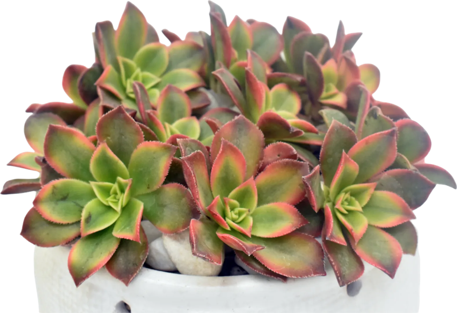 AEONIUM KIWI