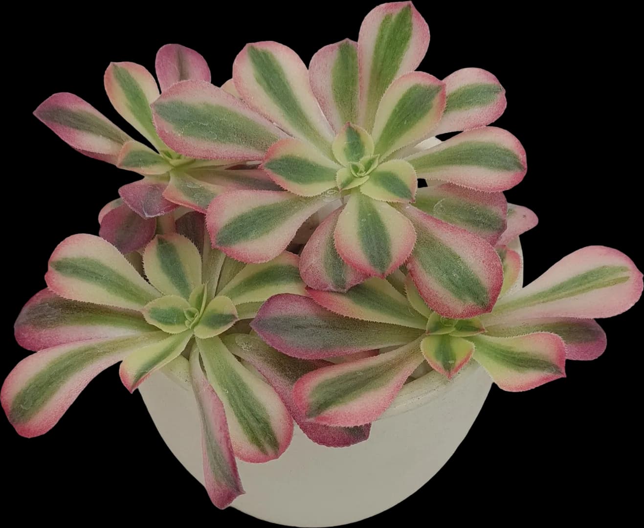 AEONIUM MEDUSA