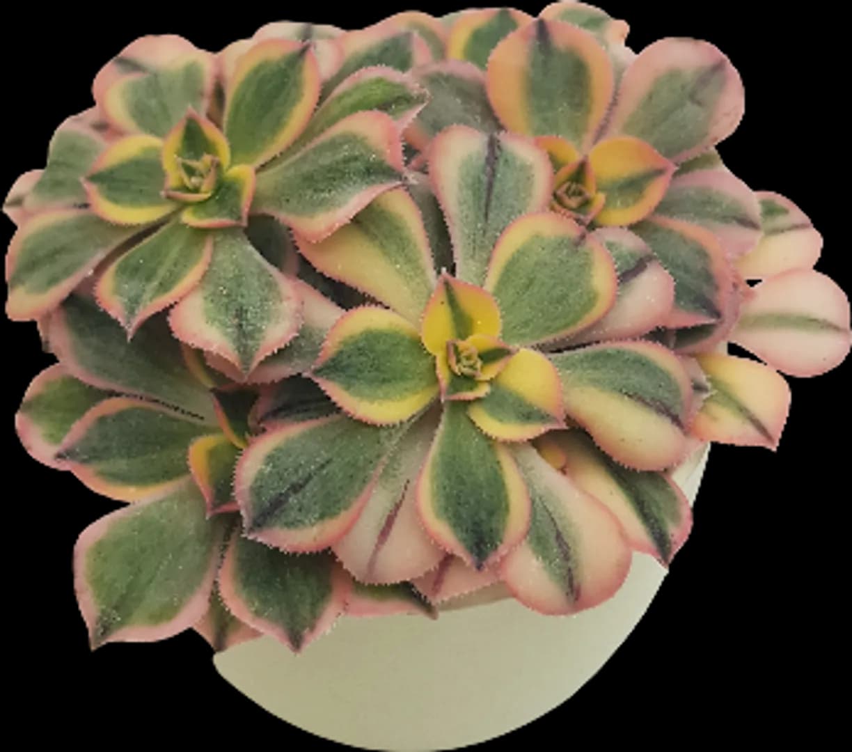 AEONIUM TRICOLOR SUNBURST