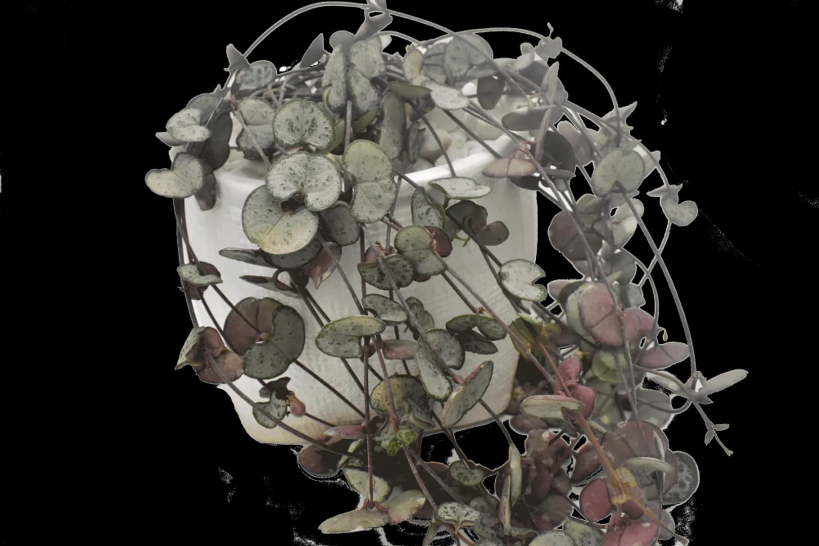 CEROPEGIA STRING OF HEARTS SILVER GLORY