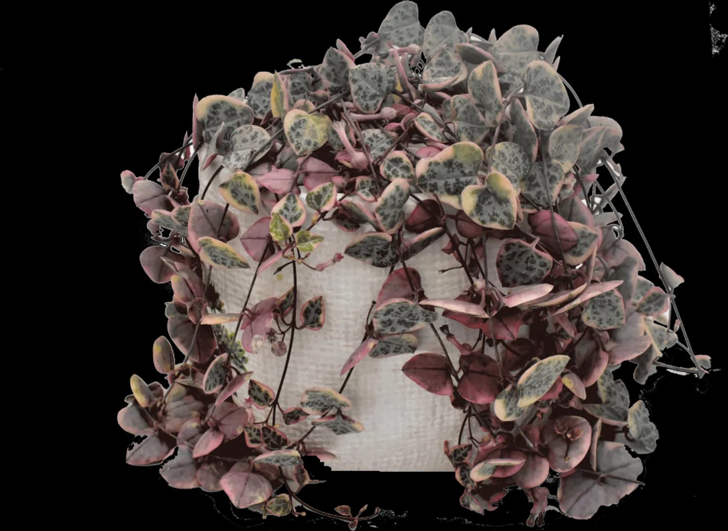 CEROPEGIA STRING OF HEARTS PRETTY PINK