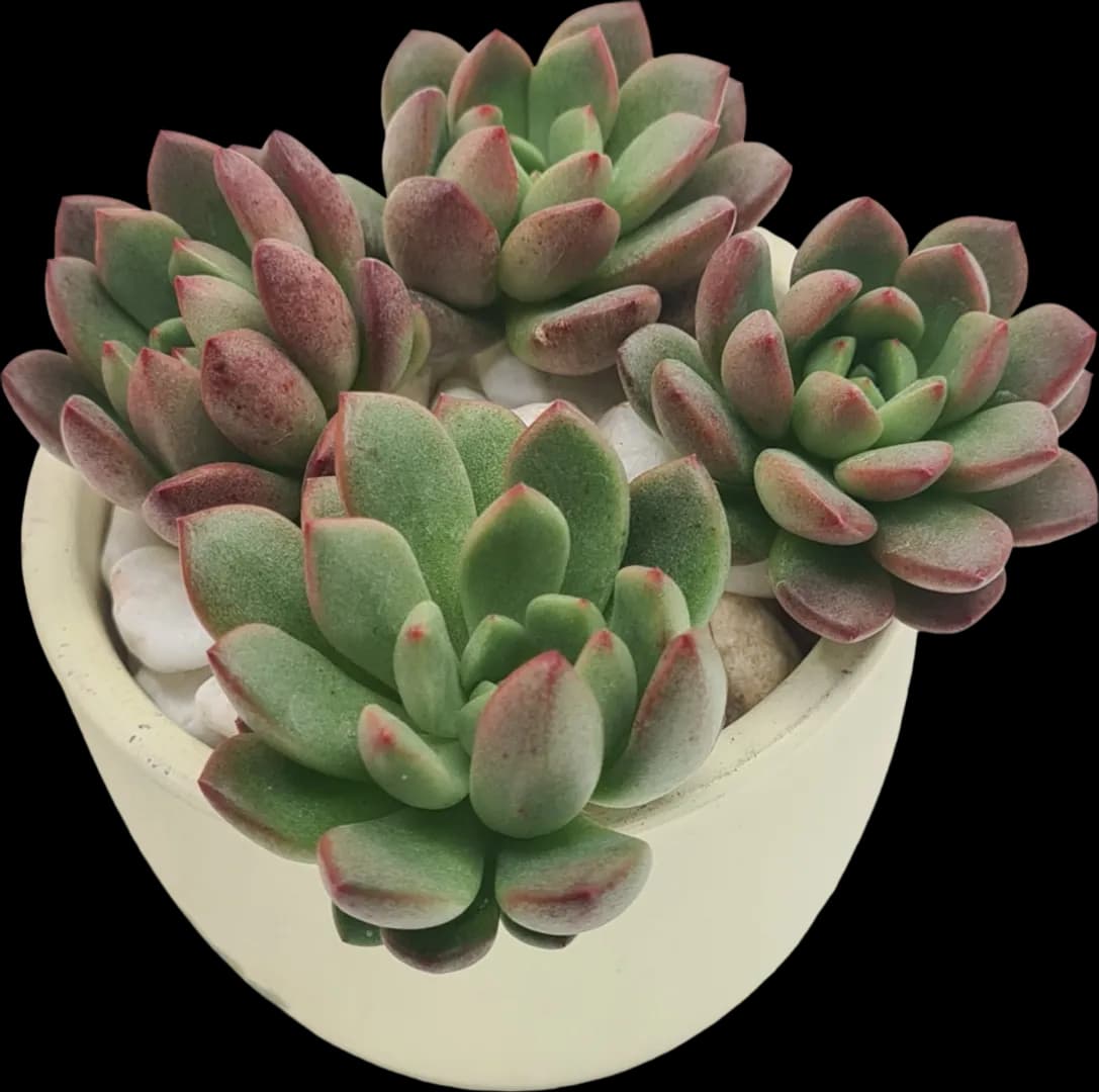 ECHEVERIA HYBRID BASHFUL