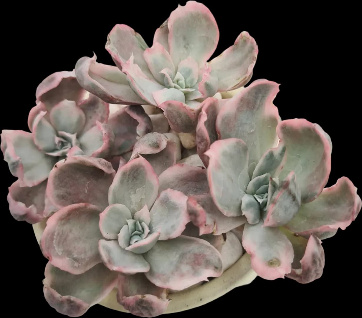 ECHEVERIA HYBRID BERKELEY LIGHT