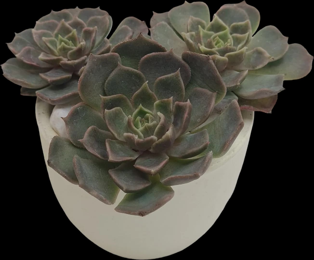 ECHEVERIA HYBRID BROWN ROSE