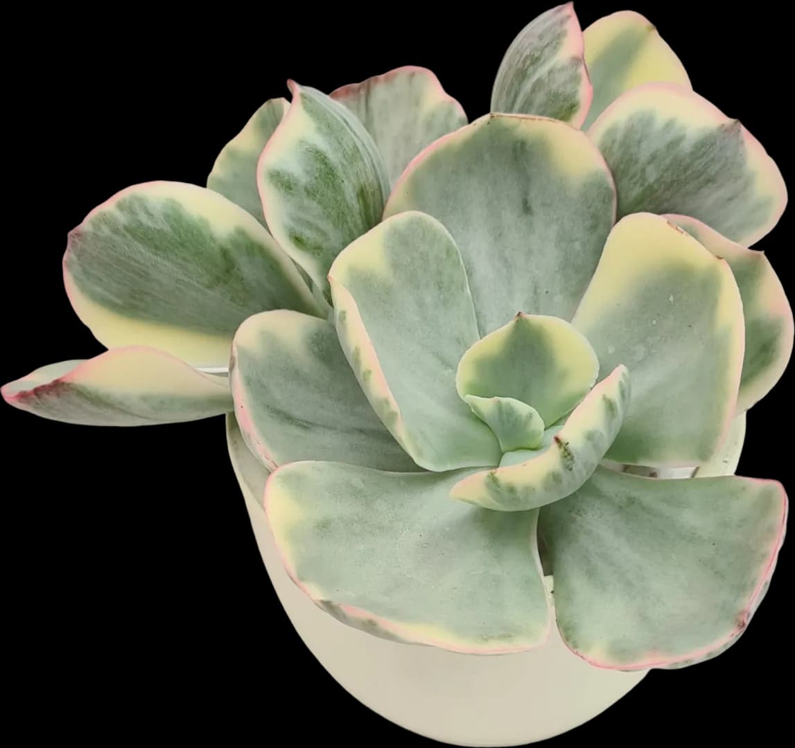 ECHEVERIA HYBRID CHANTILLI VARIEGATED