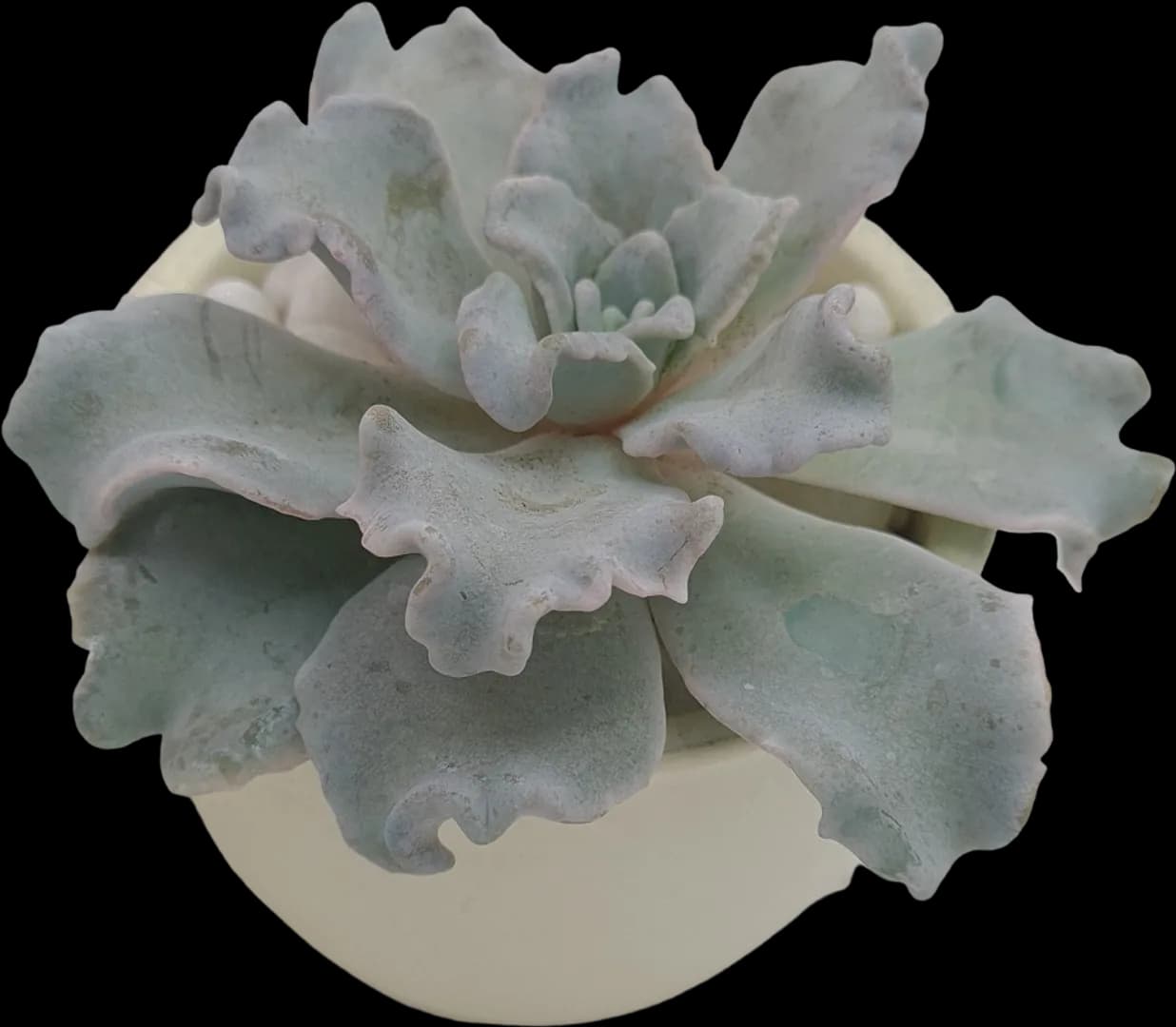 ECHEVERIA HYBRID CRISPATE BEAUTY