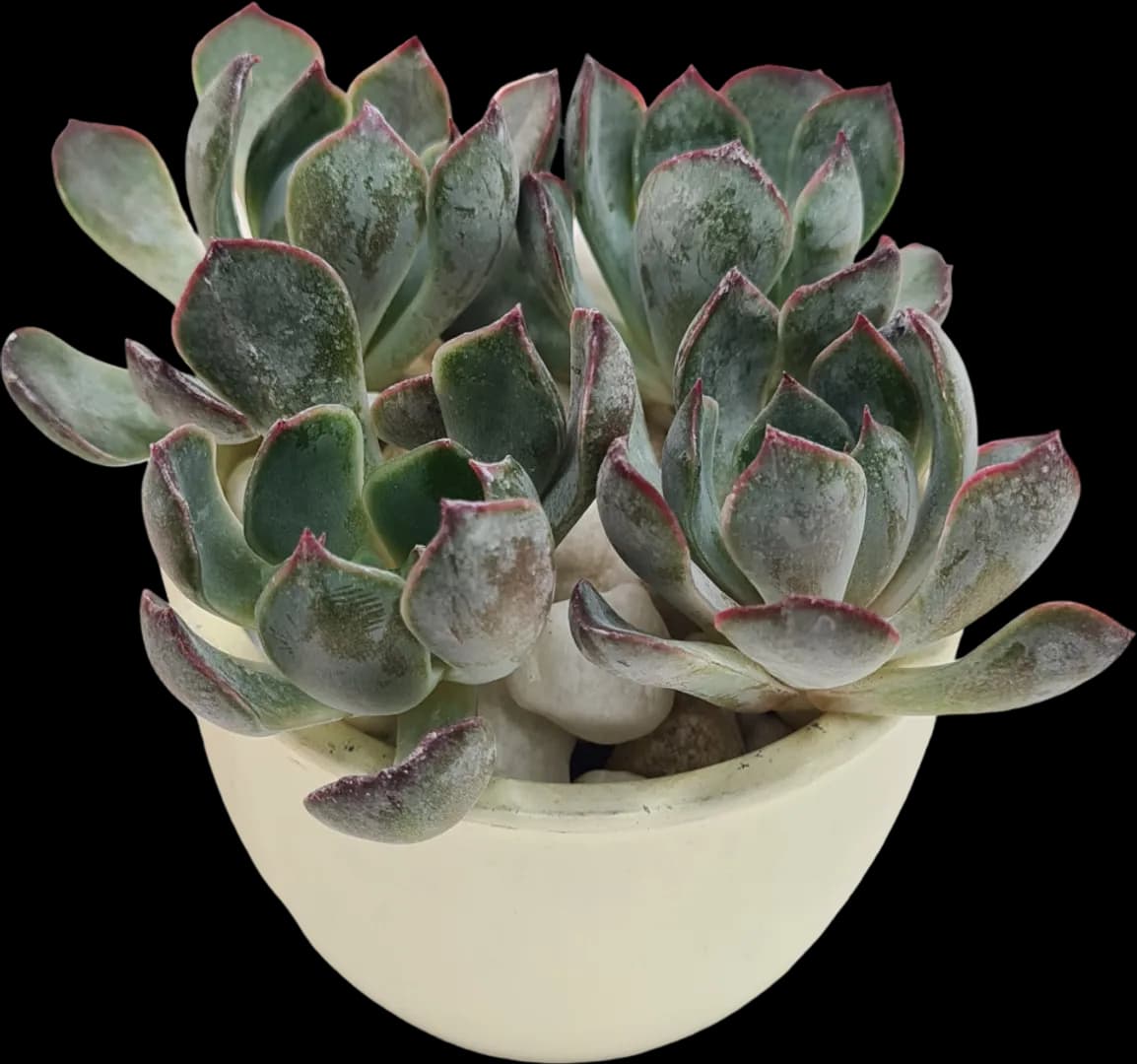 ECHEVERIA HYBRID DARK ICE