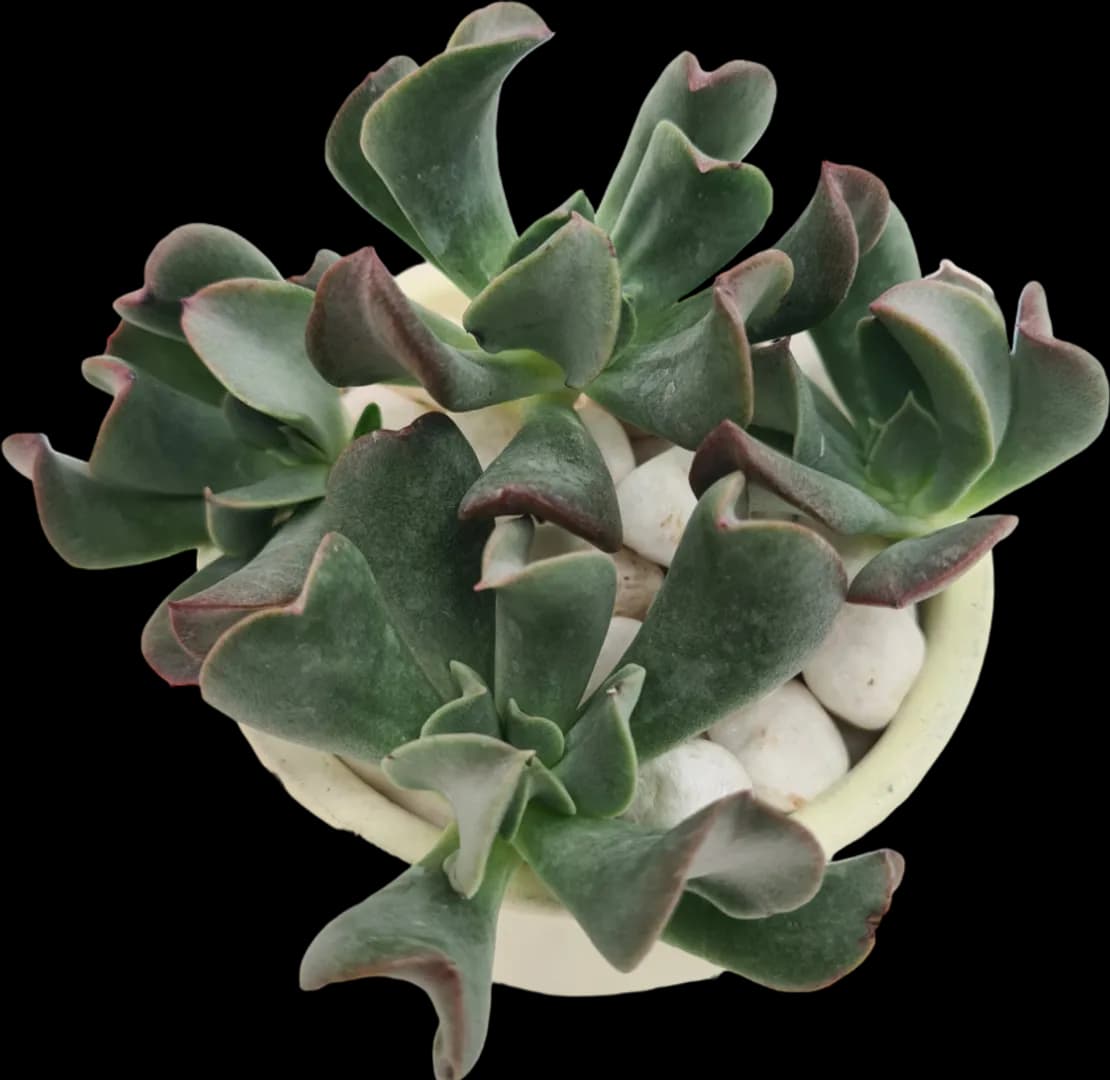 ECHEVERIA HYBRID DARK VADER