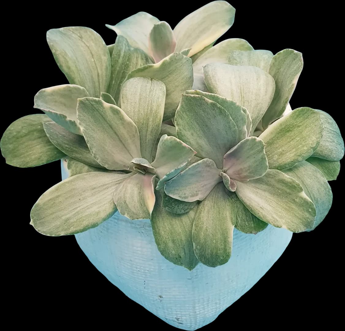 ECHEVERIA HYBRID DECORA