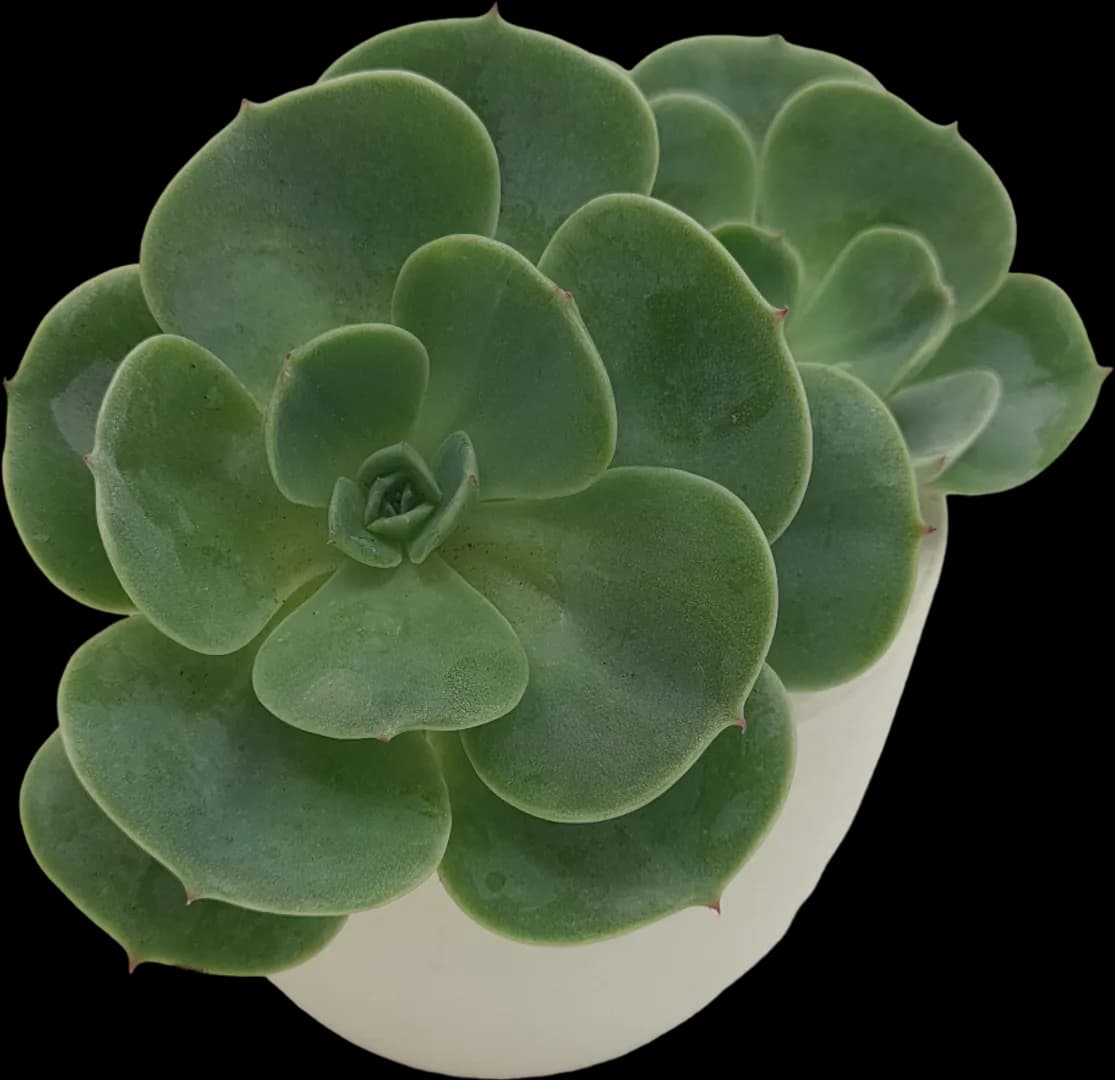 ECHEVERIA HYBRID ESMERALDA