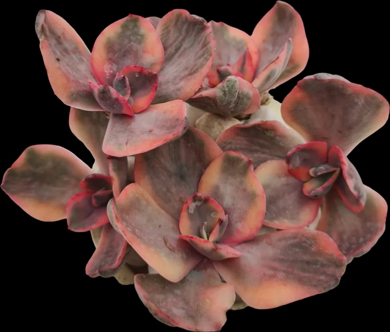 ECHEVERIA HYBRID GOLDEN STATE