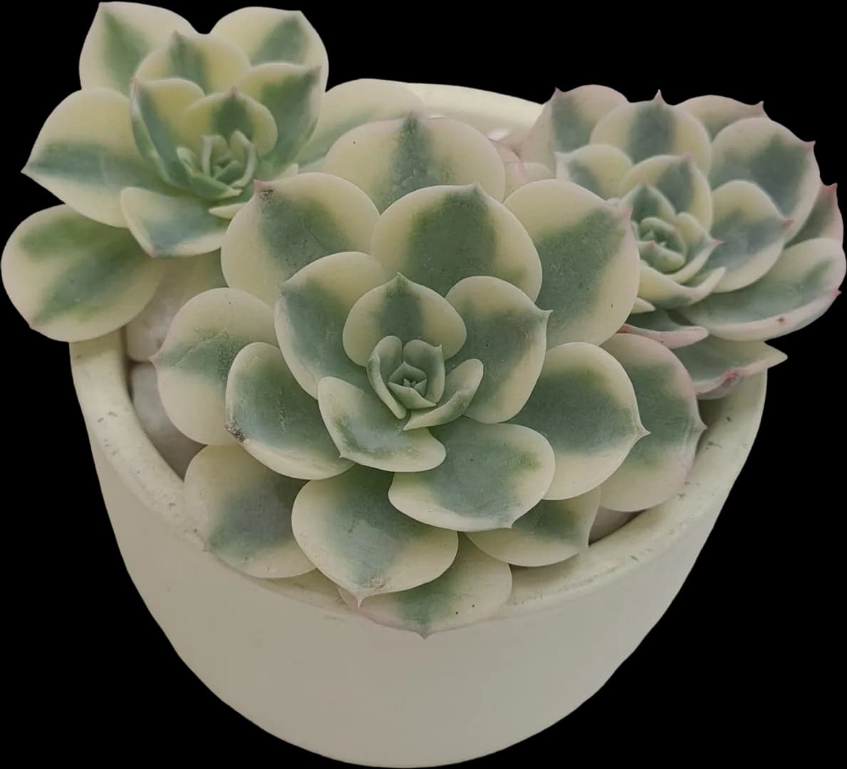 ECHEVERIA HYBRID LENORE DEAN