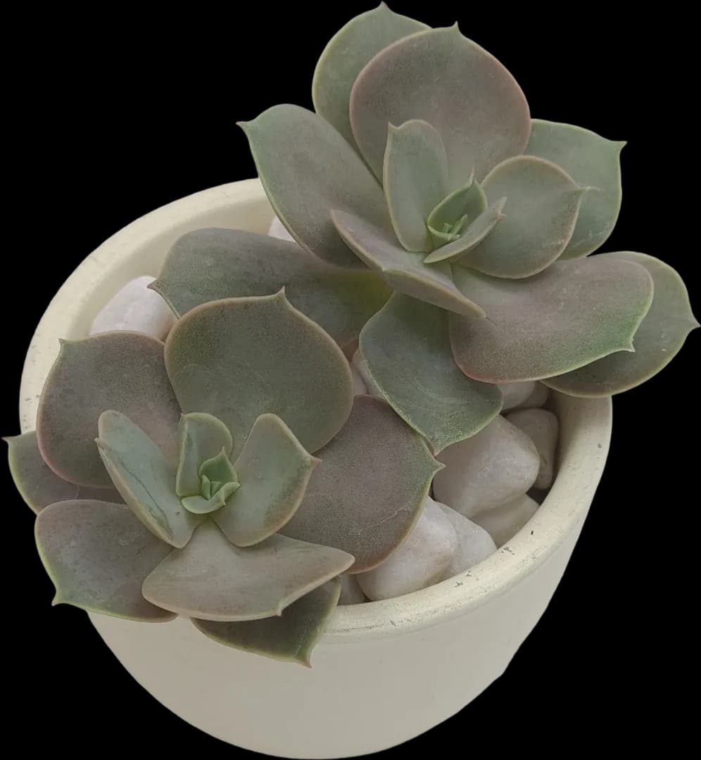 ECHEVERIA HYBRID LOLITA