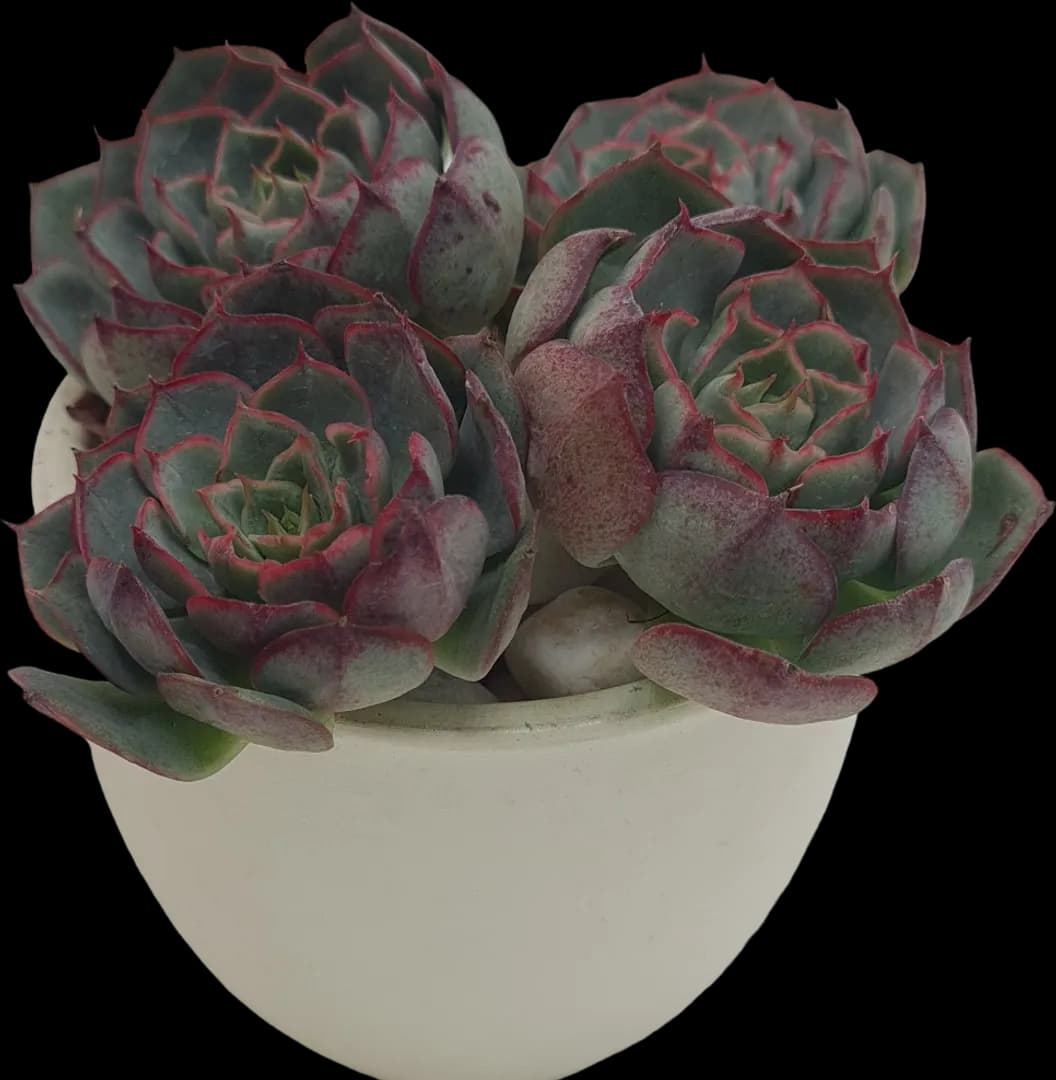 ECHEVERIA HYBRID LOVE FIRE