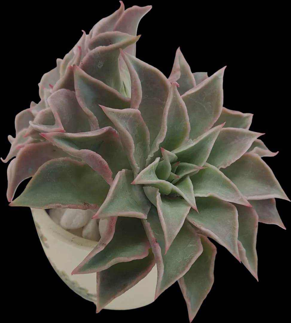 ECHEVERIA HYBRID MADIBA