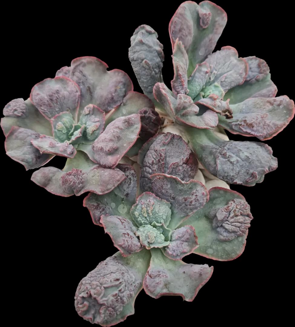 ECHEVERIA HYBRID NICHOLAS