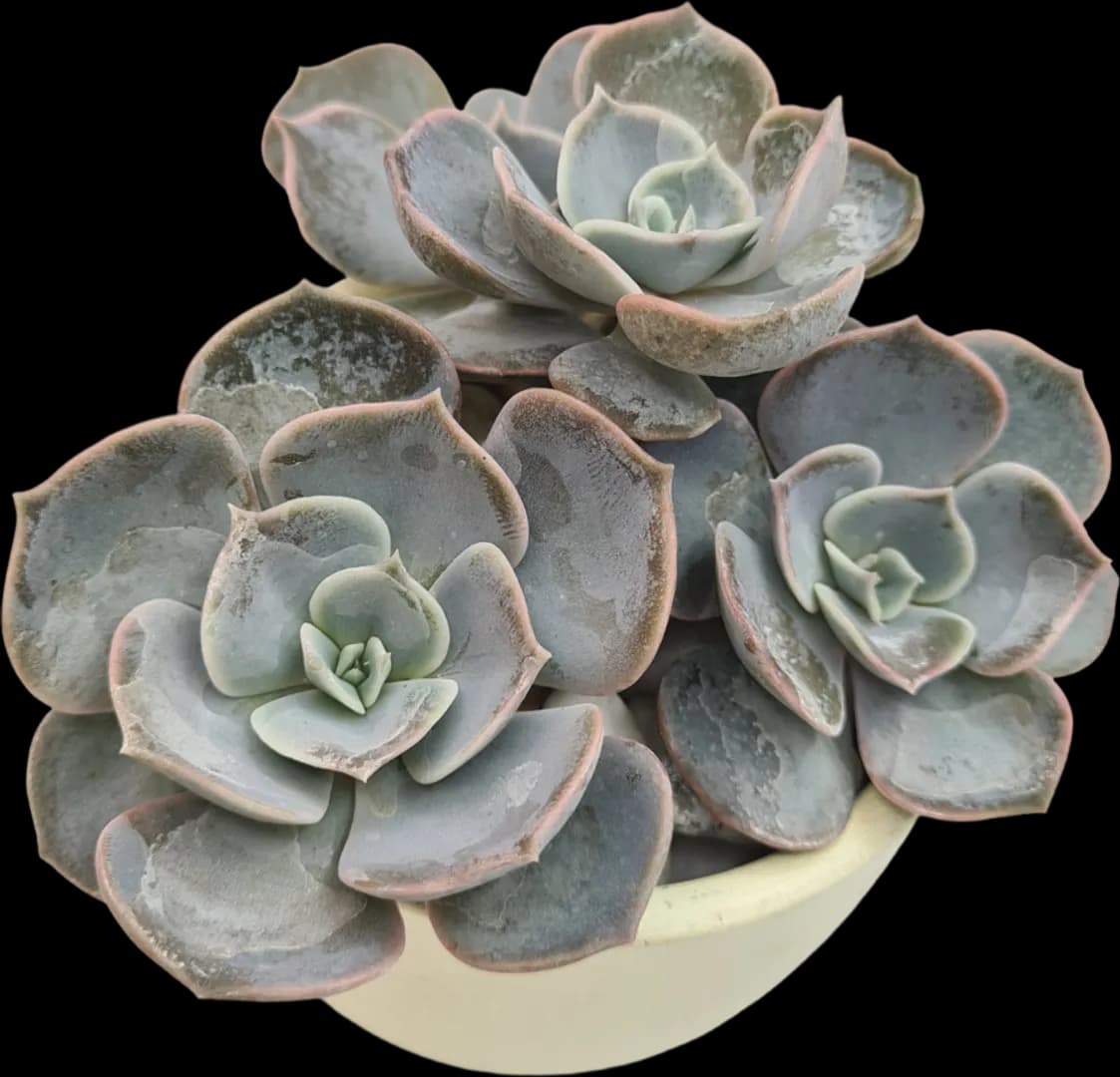 ECHEVERIA HYBRID POLLUX