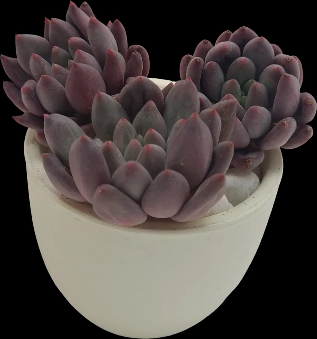 ECHEVERIA HYBRID RED DRAGON FLY