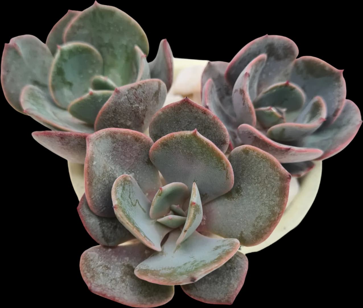 ECHEVERIA HYBRID RUNYONII