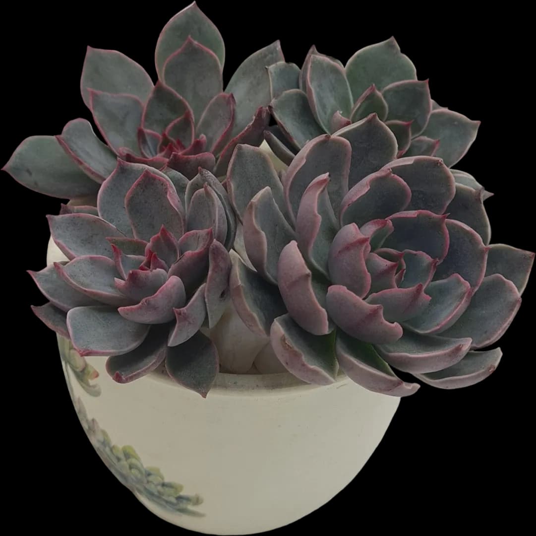 ECHEVERIA HYBRID ST. LOUIS