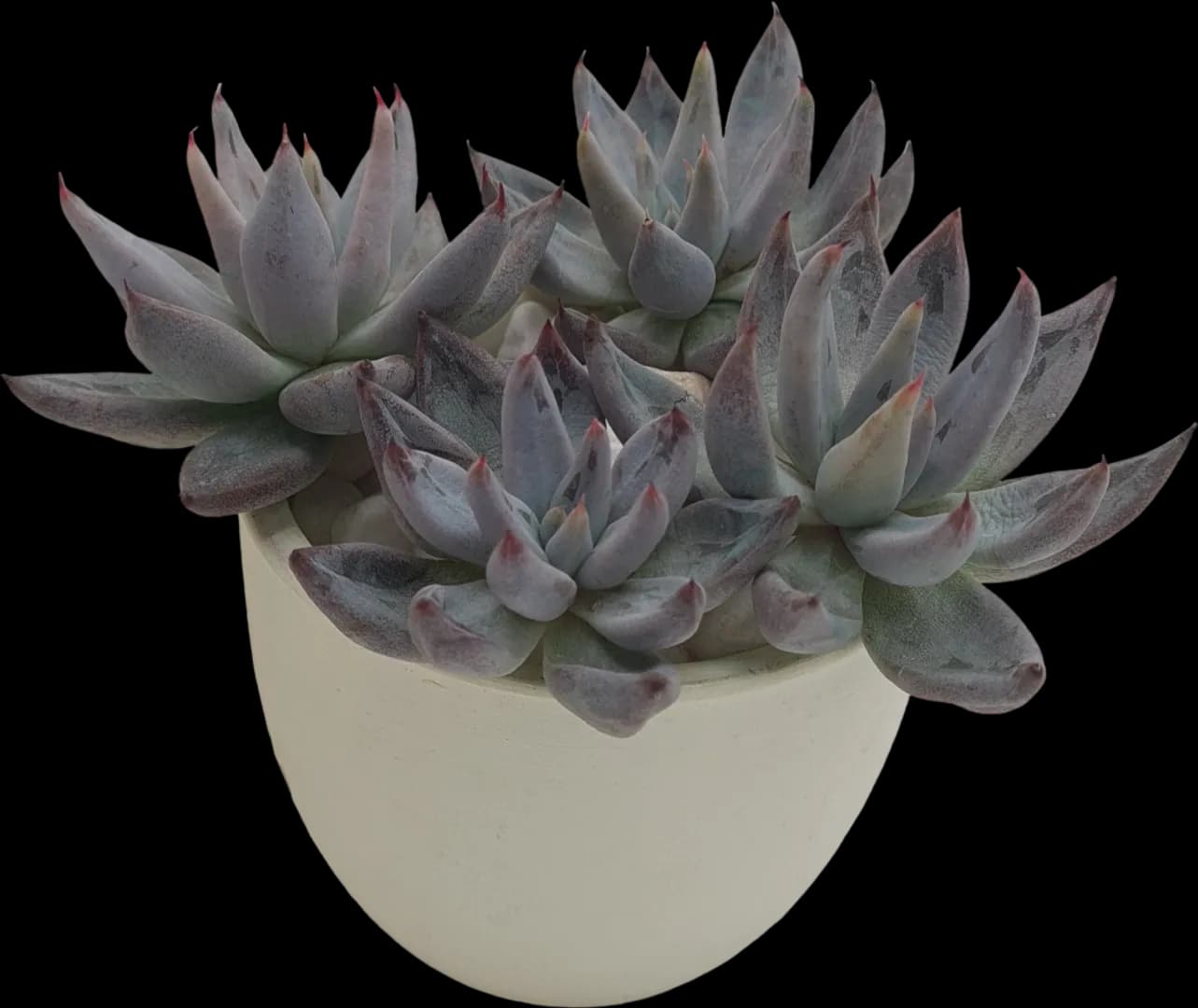 ECHEVERIA HYBRID UNGUICULATA