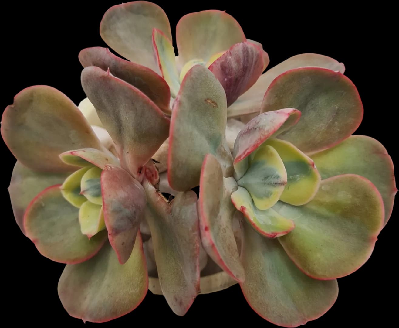 ECHEVERIA HYBRID WINTER SUNSET