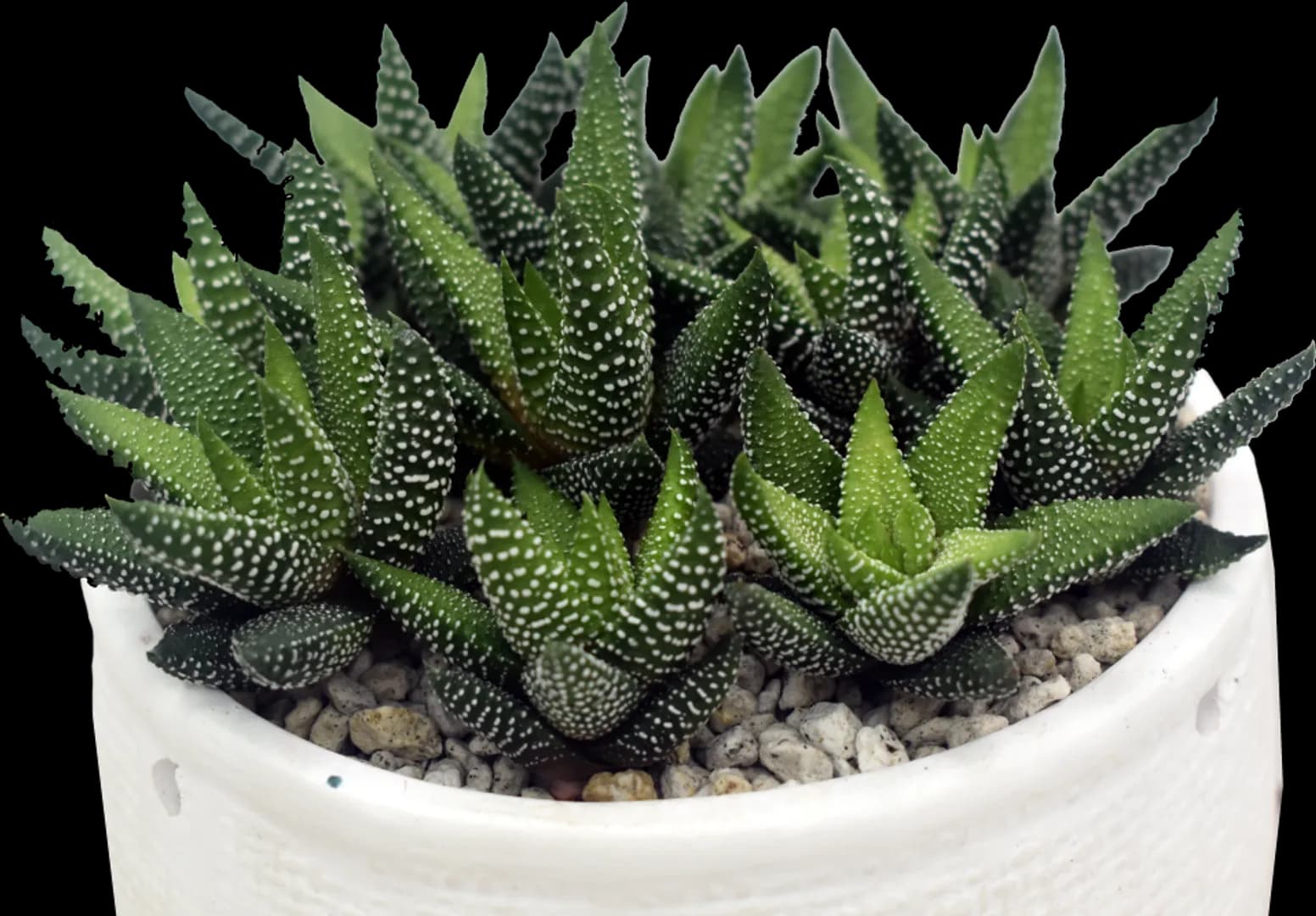 HAWORTHIA ENON