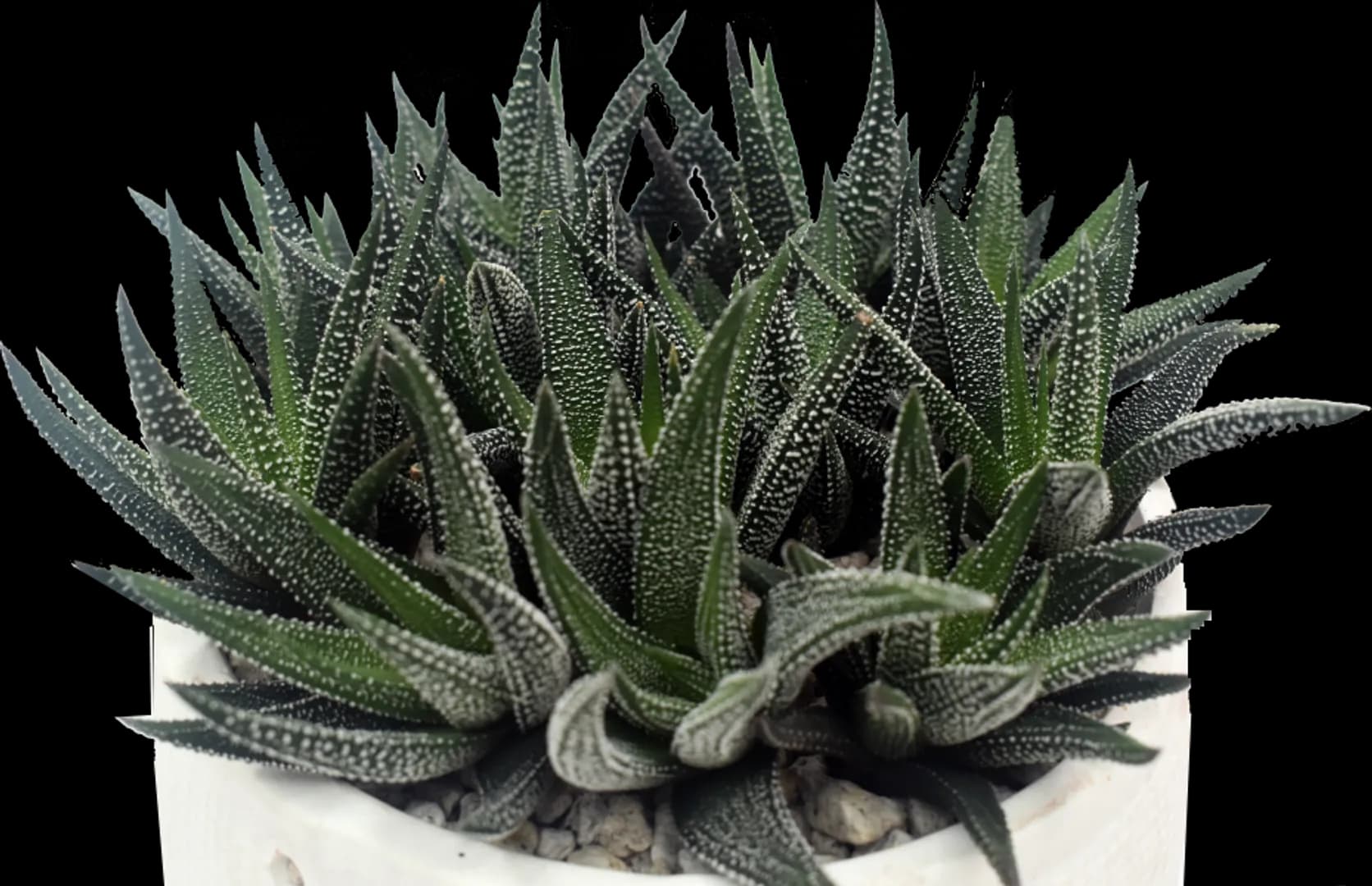 HAWORTHIA FASCIATA CONCOLOR