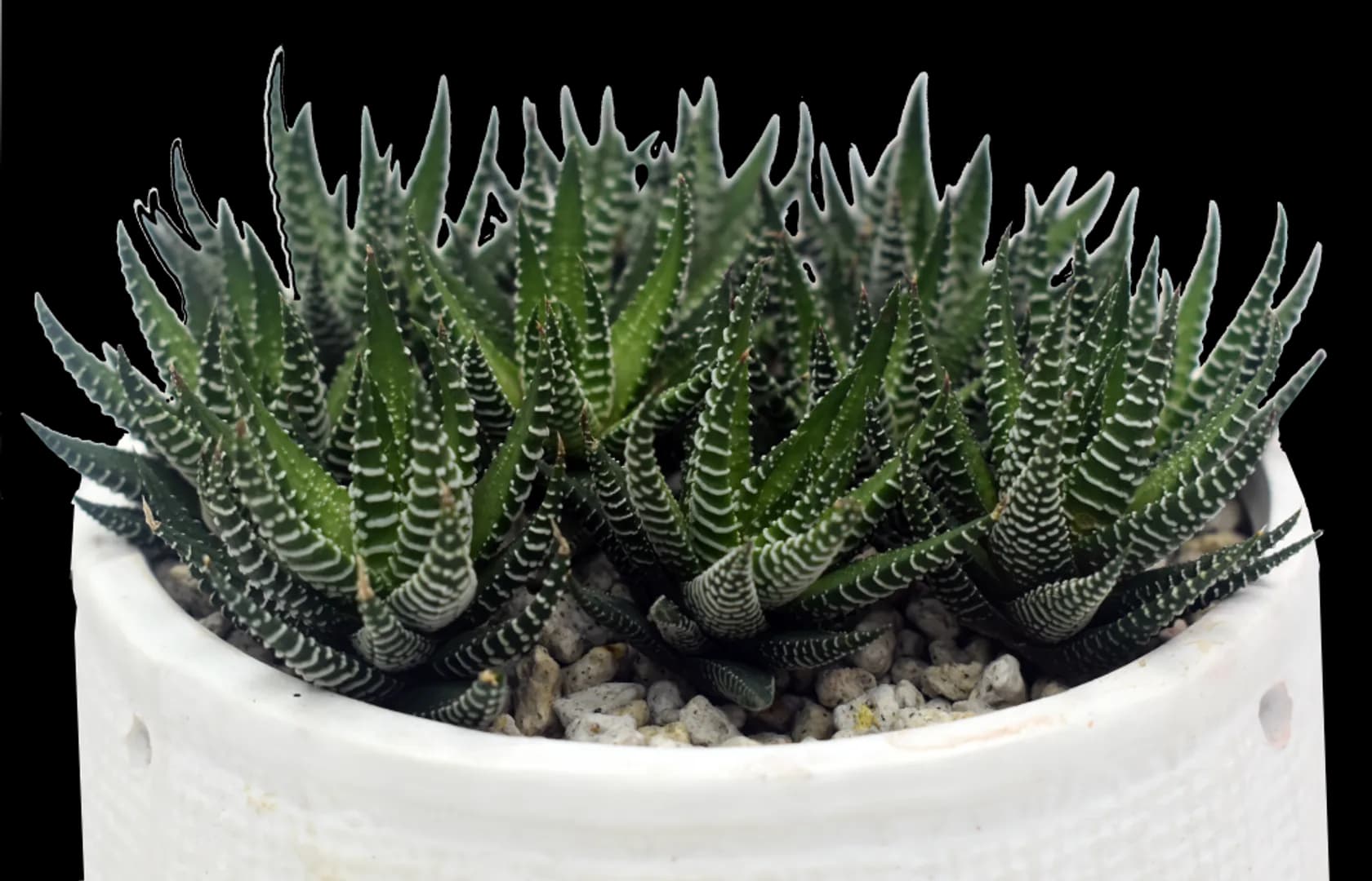 HAWORTHIA FASCIATA
