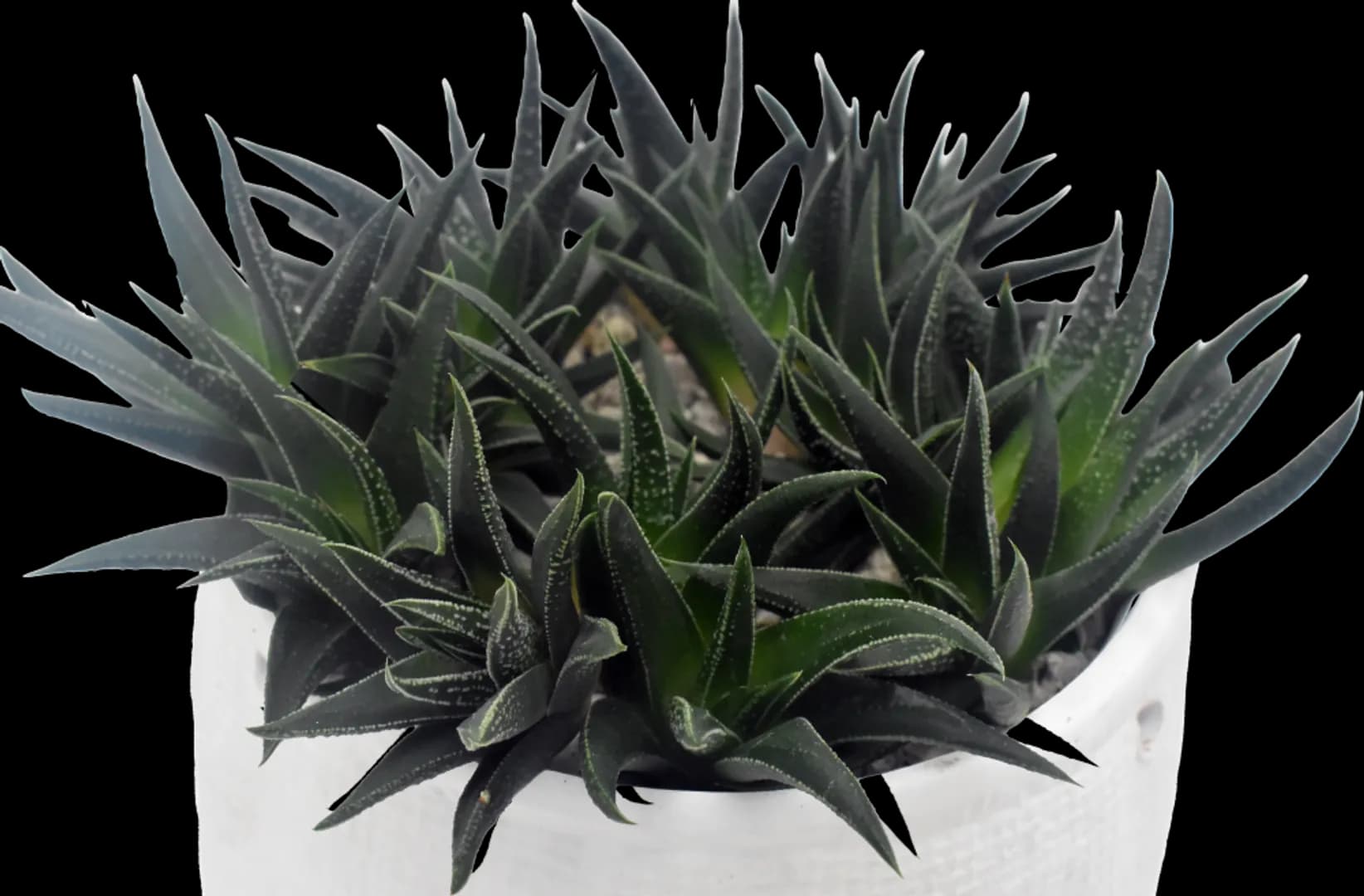 HAWORTHIA HERBACEA