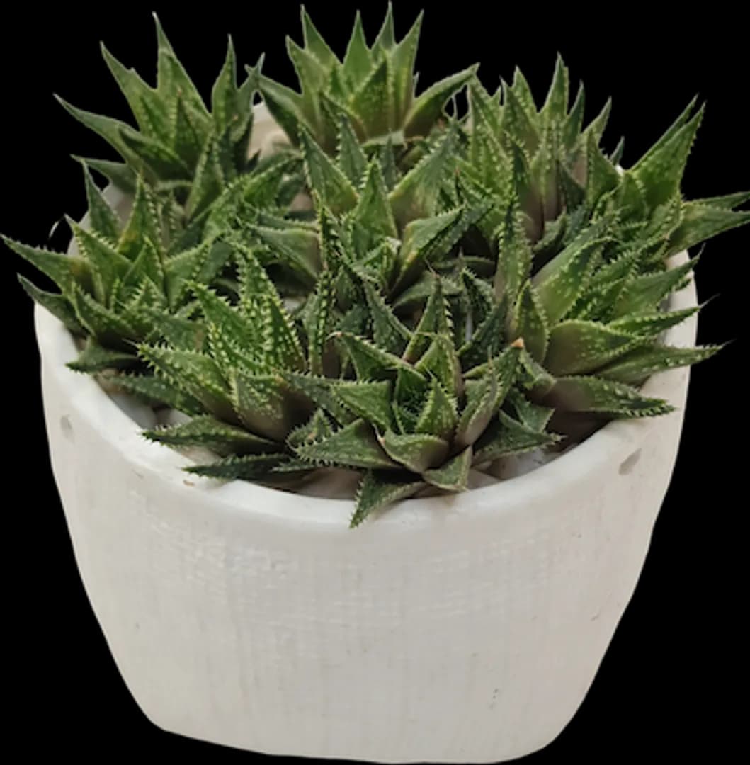 HAWORTHIA RETICULATA