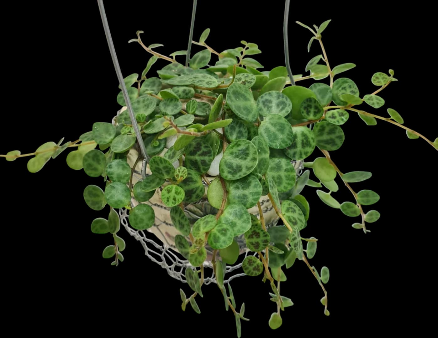 PEPEROMIA PROSTRATA STRING OF TURTLES