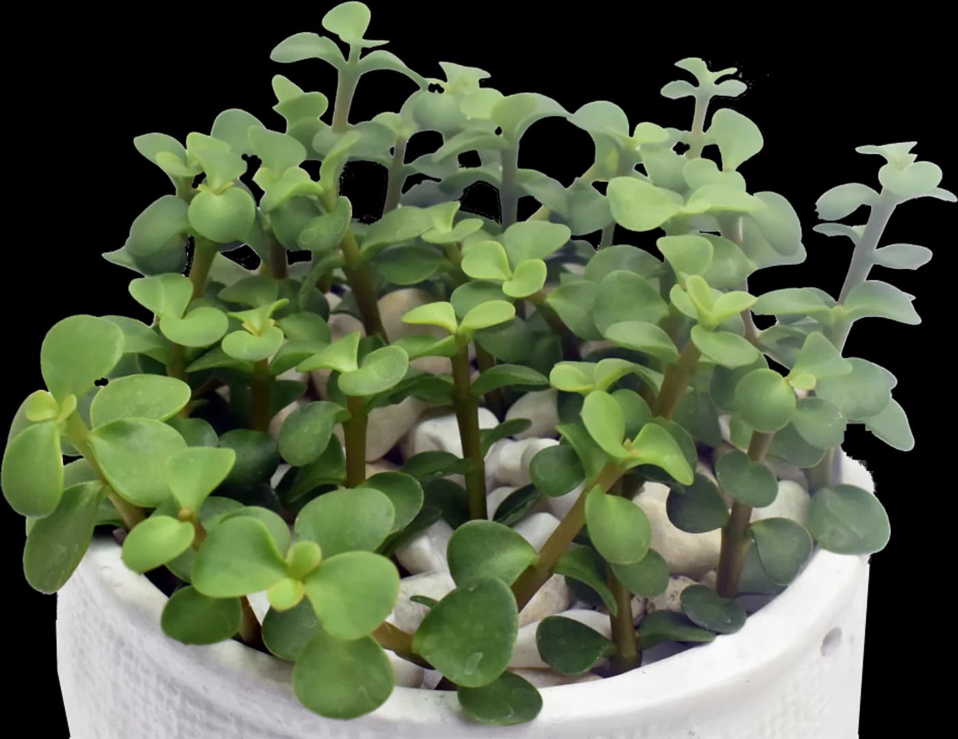 PORTULACARIA AFRA RED