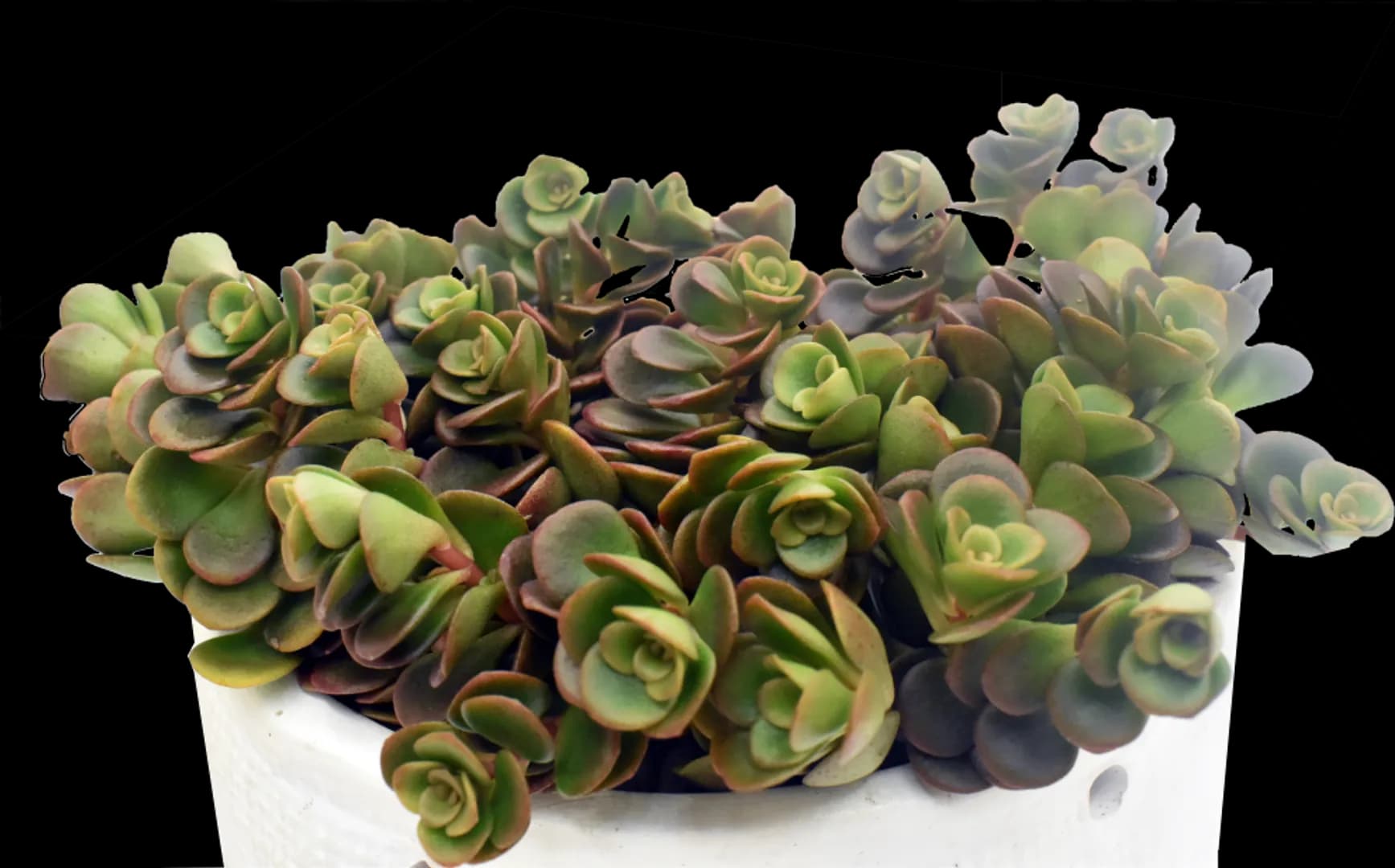 SEDUM TETRACTINUM LITTLE