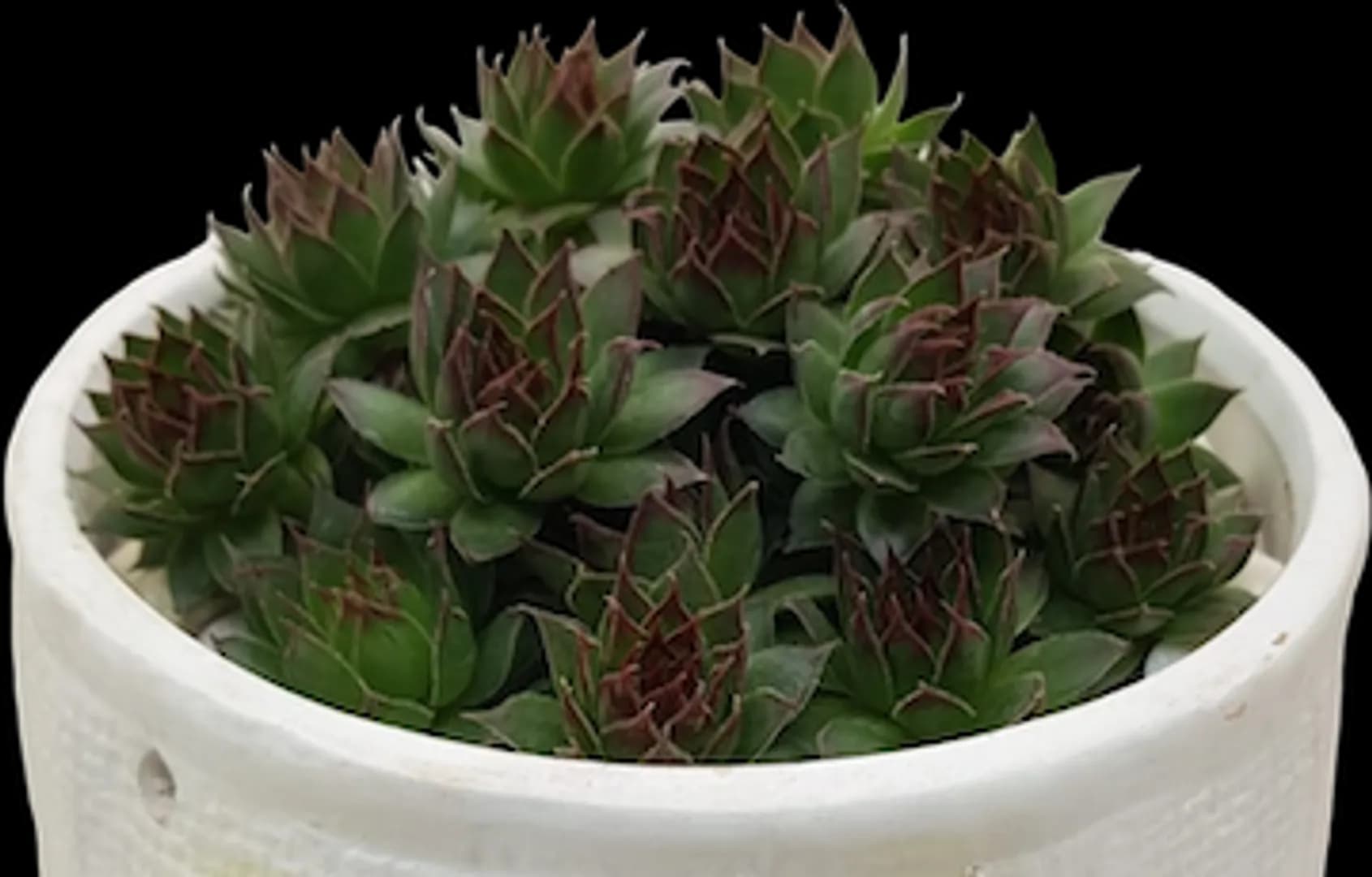 SEMPERVIVUM BLACK