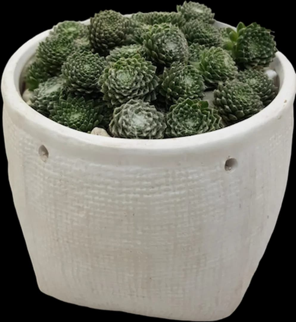 SEMPERVIVUM COBWEB BUTTONS