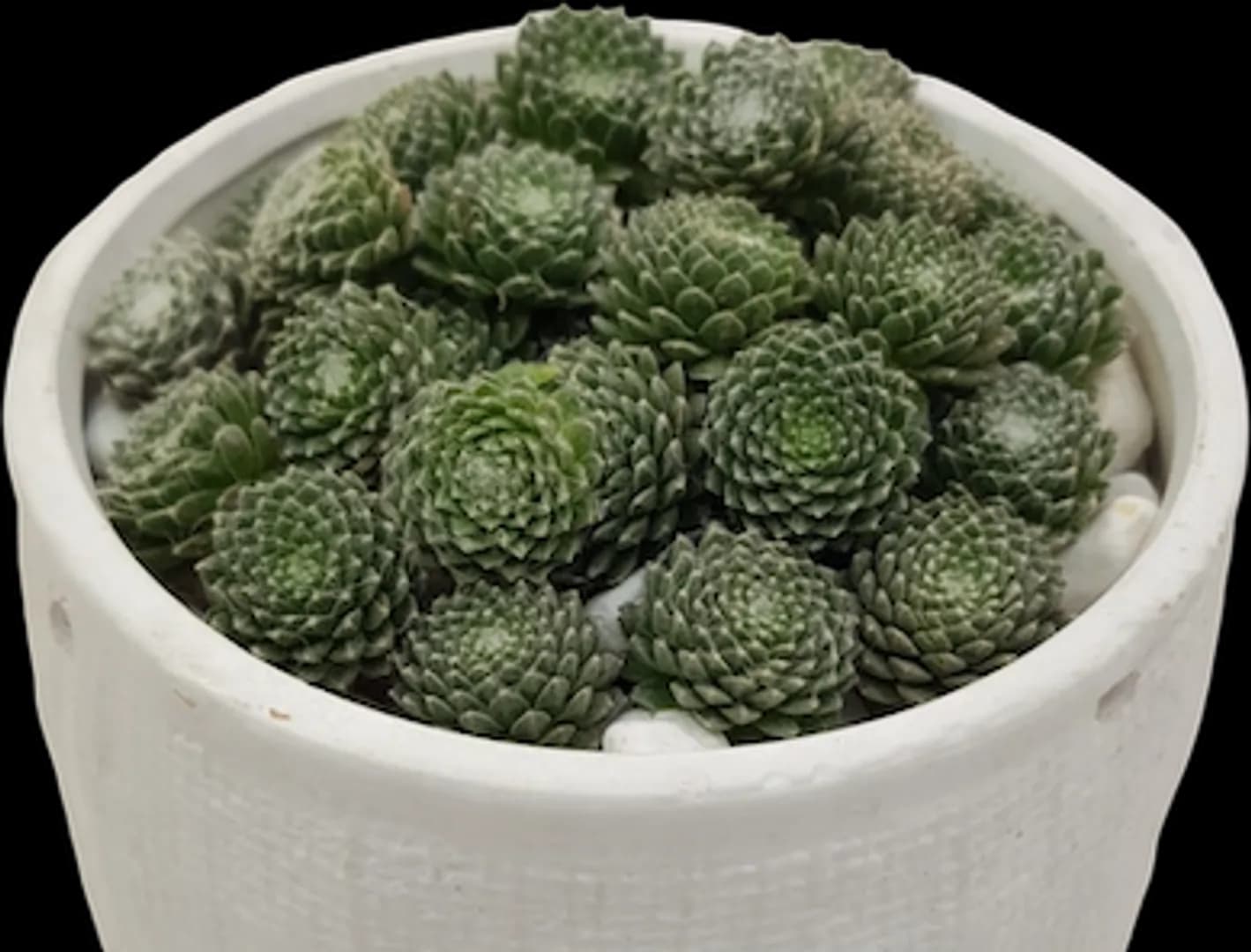 SEMPERVIVUM FOREST FROST