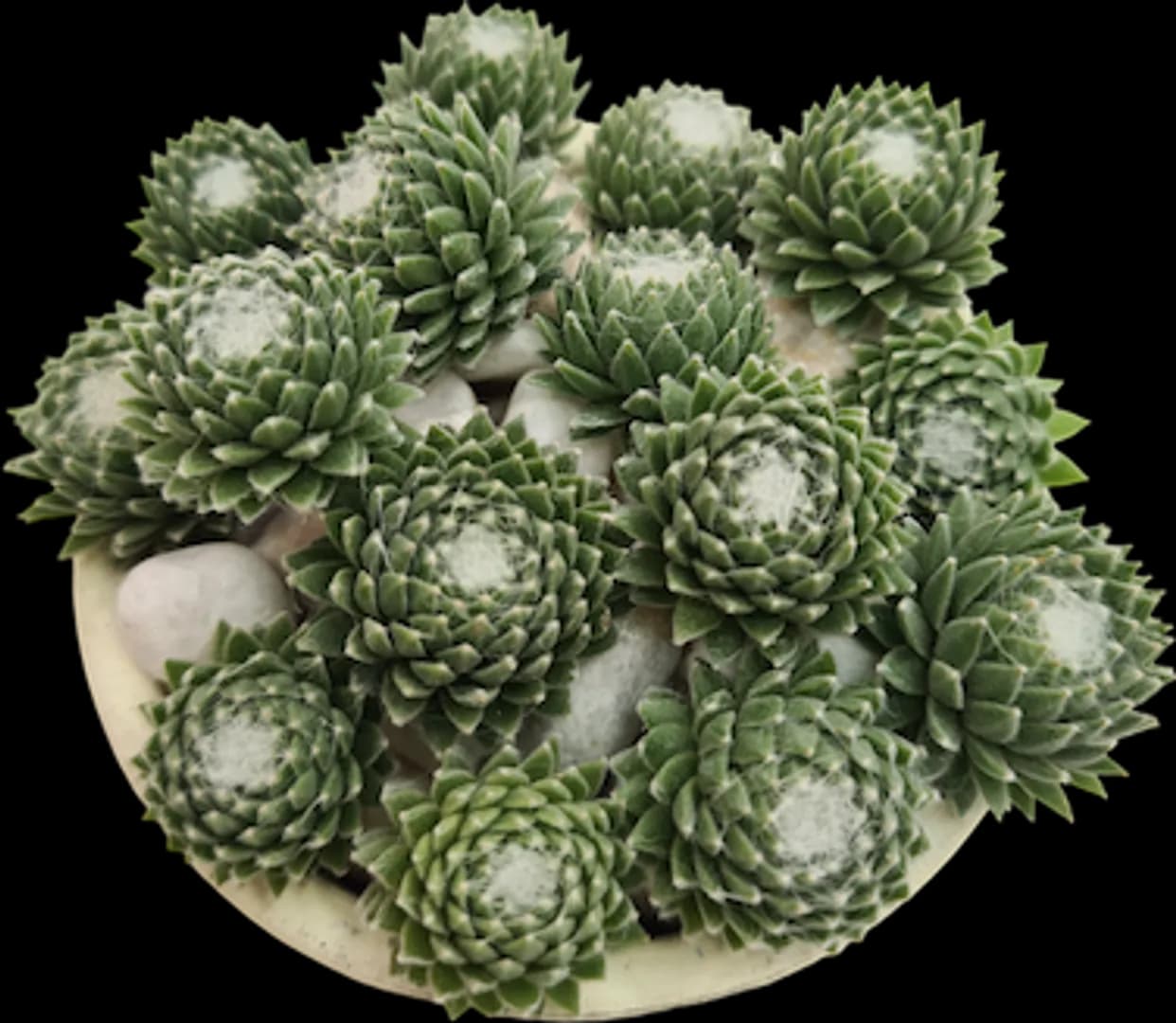 SEMPERVIVUM JADE ROSE LRG