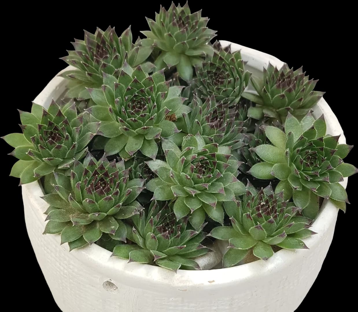 SEMPERVIVUM REINHARDT LRG