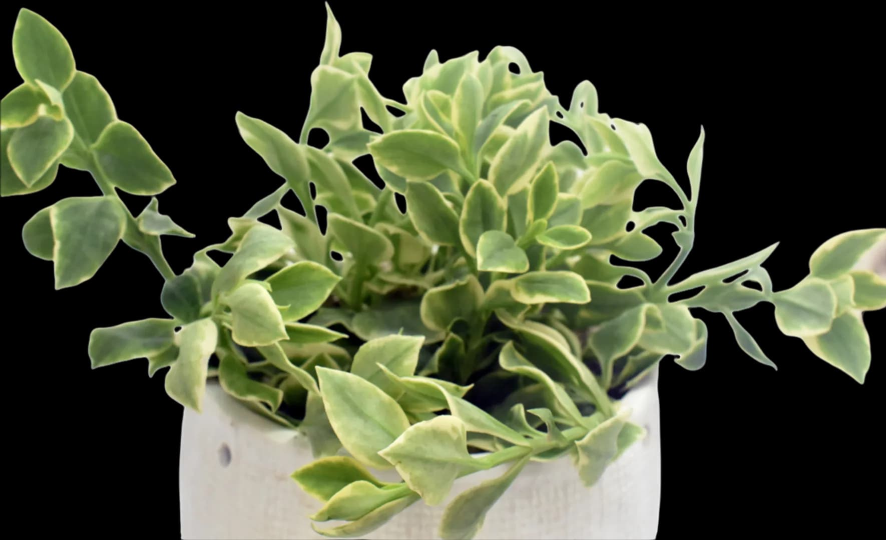 APTENIA LANCIFOLIA VARIEGATA