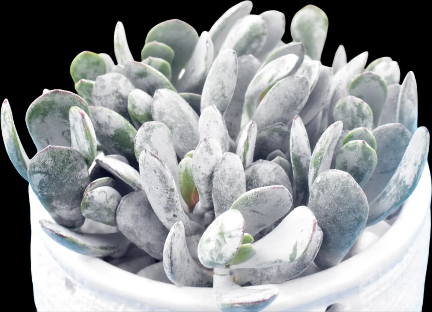 COTYLEDON ORBICULATA SILVER PEAK