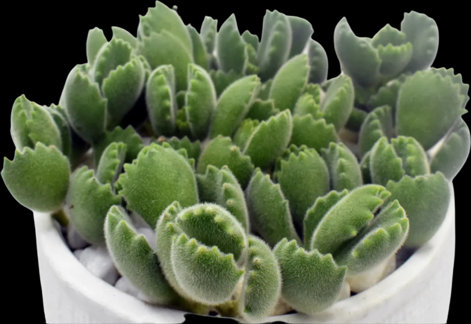 COTYLEDON TOMENTOSA BEAR'S PAW