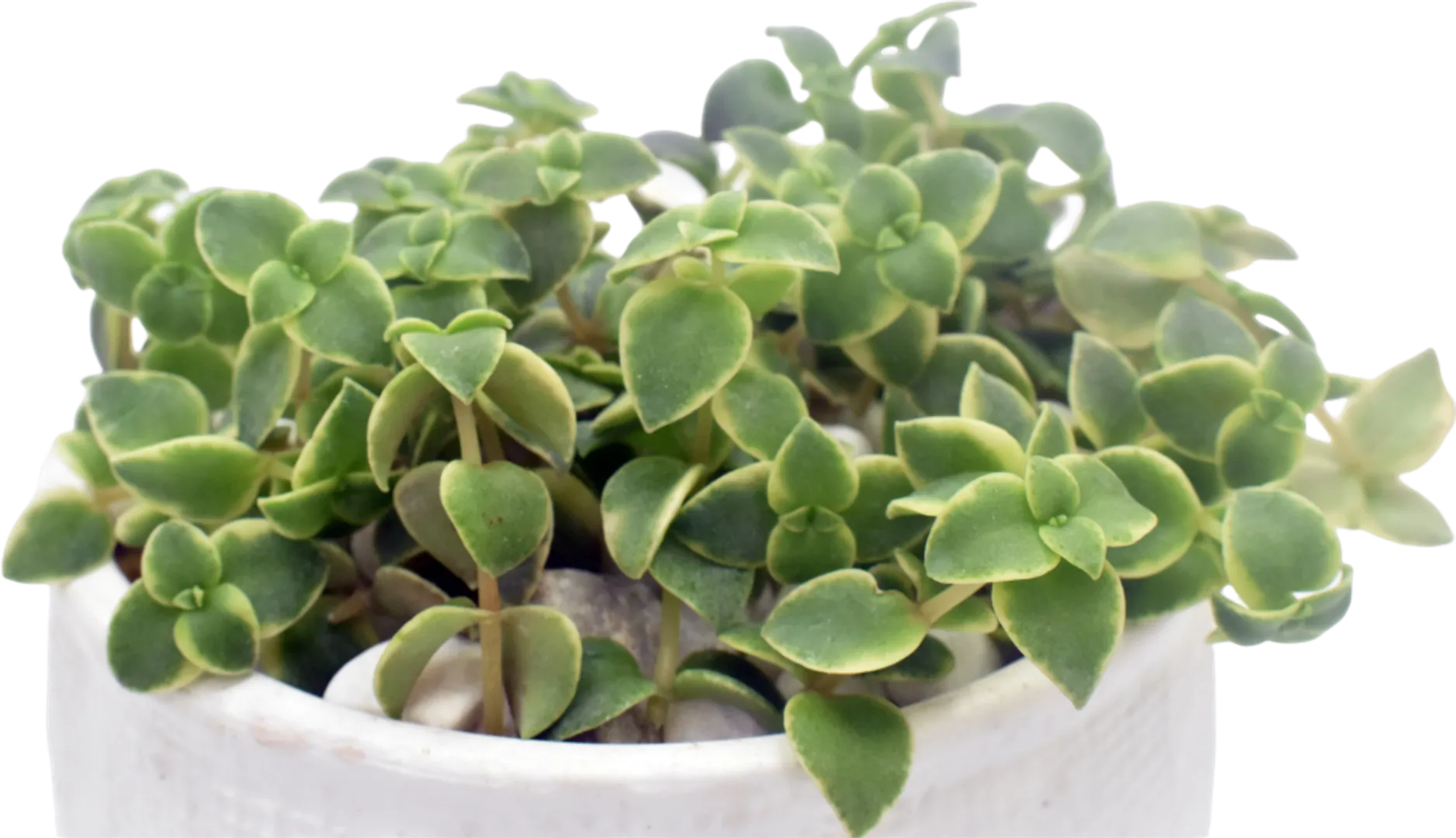 CRASSULA CALICO KITTEN