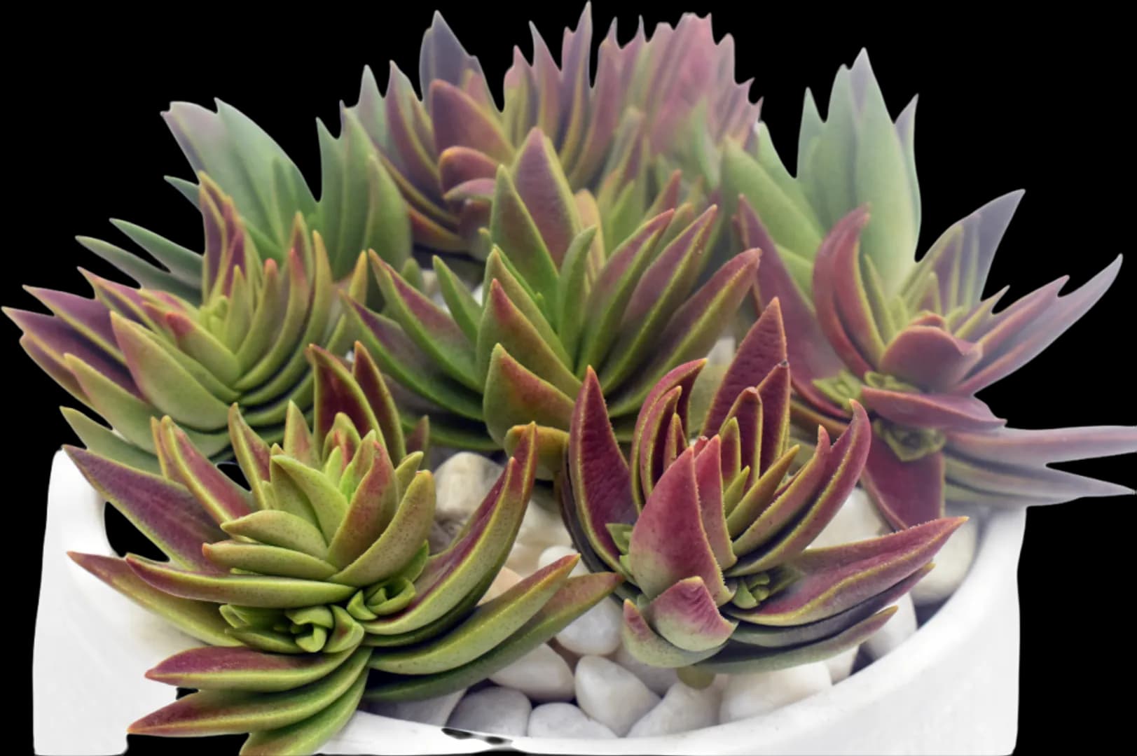 CRASSULA CORYMBULOSA SHARK'S TOOTH
